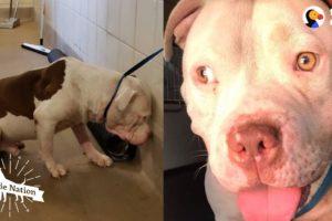 The Most Amazing Pit Bull Transformations Ever | The Dodo Pittie Nation