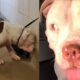 The Most Amazing Pit Bull Transformations Ever | The Dodo Pittie Nation