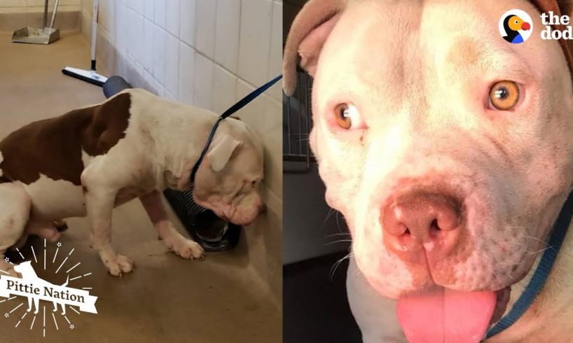 The Most Amazing Pit Bull Transformations Ever | The Dodo Pittie Nation