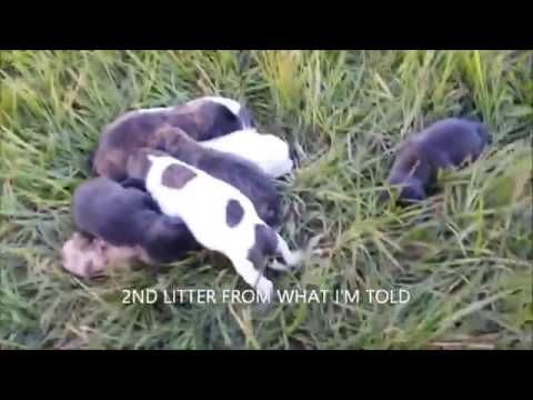 The Rescue of a homeless dog and her newborn babies