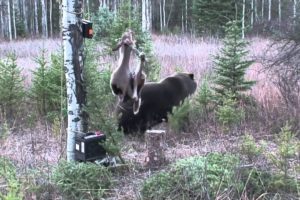 The Wild Revue, Ep. 3: Top 10 Wild Animal Fights Caught on Camera