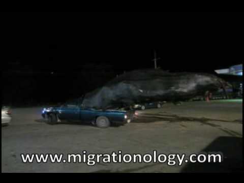 The World's Largest Pick-Up Truck Load, Carrying the Impossible