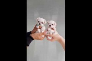 The World's Smallest Maltese videos lovely and cutest puppy video - Teacup puppies KimsKennelUS