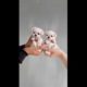 The World's Smallest Maltese videos lovely and cutest puppy video - Teacup puppies KimsKennelUS