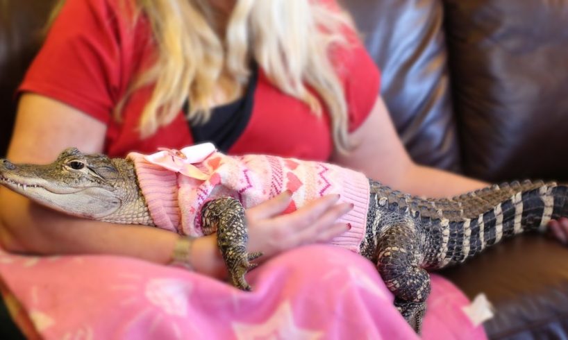 The World’s Most Pampered Alligator
