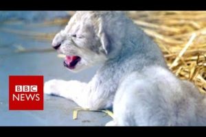 The animals rescued from war zones - BBC News