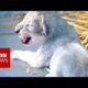 The animals rescued from war zones - BBC News