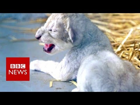 The animals rescued from war zones - BBC News