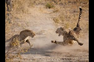 The best wild animal fights caught on video part 3 For education and conservation