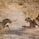 The best wild animal fights caught on video part 3 For education and conservation
