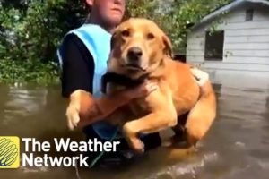 These heartwarming animal rescues from Florence floods will have you reaching for tissues