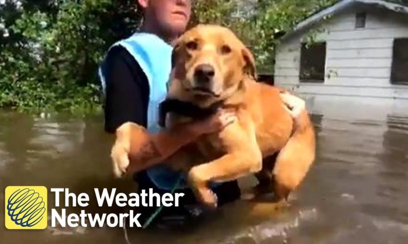 These heartwarming animal rescues from Florence floods will have you reaching for tissues
