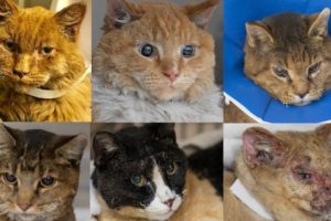 These unclaimed animals were rescued from the Camp Fire and brought to UC Davis for veterinary care