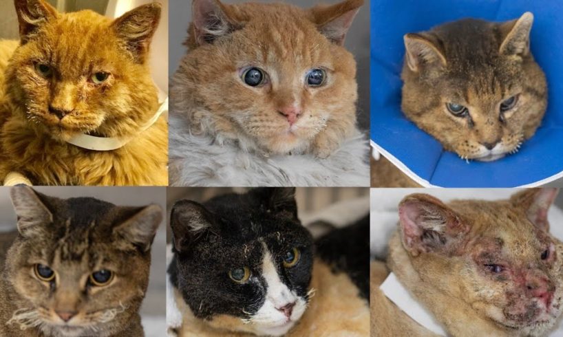 These unclaimed animals were rescued from the Camp Fire and brought to UC Davis for veterinary care