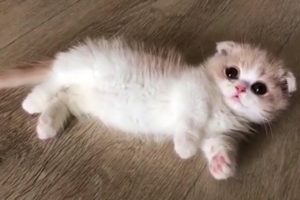 This Baby Munchkin Kitten Will Melt Your Heart