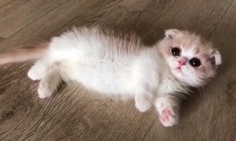 This Baby Munchkin Kitten Will Melt Your Heart