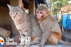This Wild Baby Monkey is Obsessed With Her Cat  | The Dodo Wild Hearts