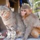 This Wild Baby Monkey is Obsessed With Her Cat  | The Dodo Wild Hearts
