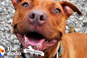 This is One of the Last Surviving Pitties from Michael Vick’s Fighting Ring | The Dodo Pittie Nation