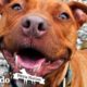 This is One of the Last Surviving Pitties from Michael Vick’s Fighting Ring | The Dodo Pittie Nation