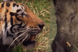 Tiger VS Boar | BBC Earth