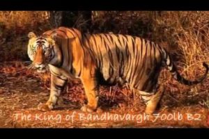 Tiger Vs Lion Best animals fights  with wild 2016 animals lion tiger bear attack  fight