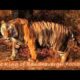 Tiger Vs Lion Best animals fights  with wild 2016 animals lion tiger bear attack  fight