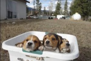 Tiny Miniature Pocket Beagle Cute Puppies For Sale Playing Bath Time and Shots Meet Breeder