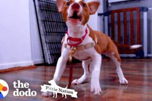 Tiny Puppy Saved From Dog Fighting Falls Into The Right Hands  | The Dodo Pittie Nation