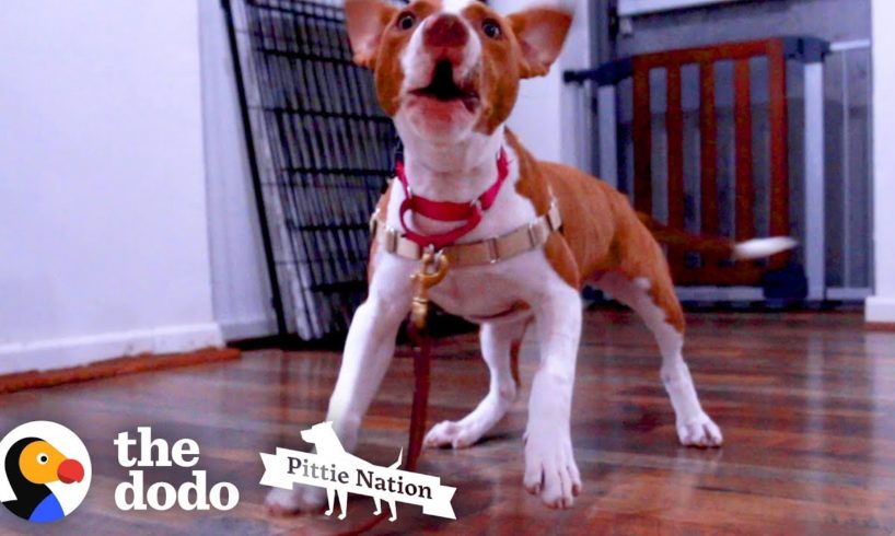 Tiny Puppy Saved From Dog Fighting Falls Into The Right Hands  | The Dodo Pittie Nation