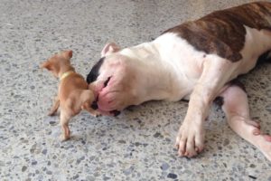 Tiny chihuahua puppy adorably teases sleepy American bulldog