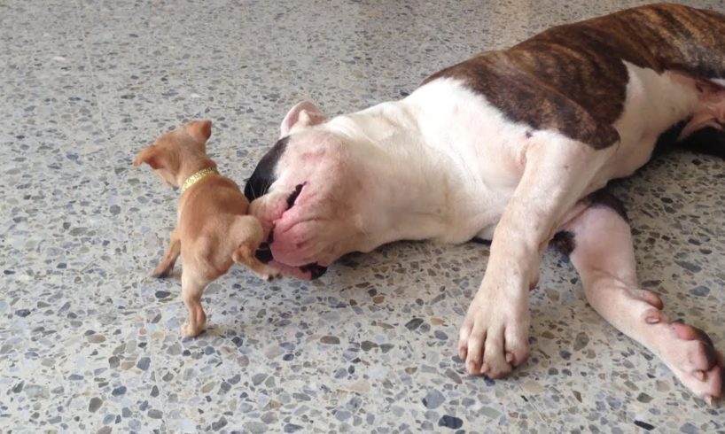 Tiny chihuahua puppy adorably teases sleepy American bulldog