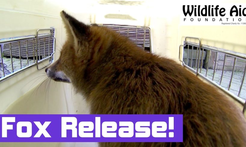 Tired Fox gets Released Back to the Wild - Wildlife Animal Rescue