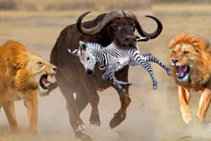 Too Brave! Powerful Hero Buffalo Come To Rescue Poor Zebra Escape Lions