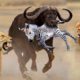 Too Brave! Powerful Hero Buffalo Come To Rescue Poor Zebra Escape Lions