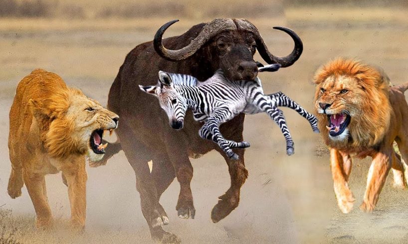 Too Brave! Powerful Hero Buffalo Come To Rescue Poor Zebra Escape Lions