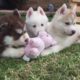 Too cute puppies!