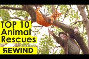 Top 10 Animal Rescues // Rewind 2019