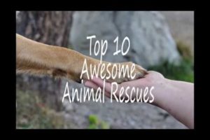Top 10 Awesome Animal Rescues