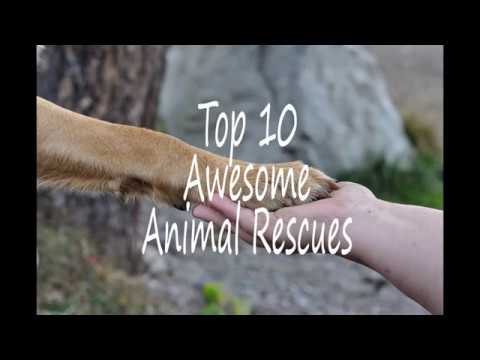 Top 10 Awesome Animal Rescues