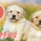 Top 10 Cutest Puppies