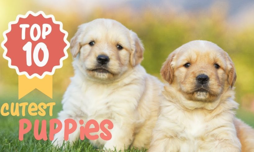 Top 10 Cutest Puppies