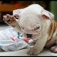 Top 10 Dog Breeds That Have The CUTEST Puppies - Amazing facts