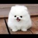 Top 10 Funny Puppies - A Cute Puppy Videos Compilation 2017