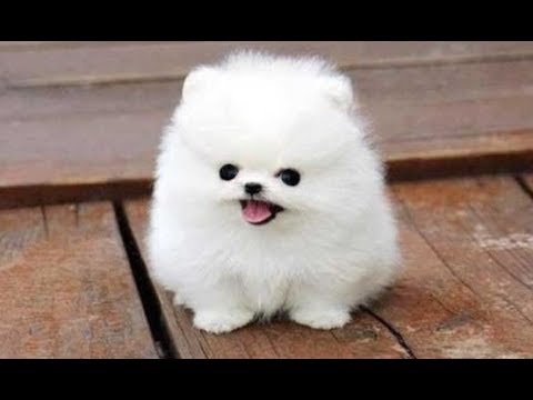 Top 10 Funny Puppies - A Cute Puppy Videos Compilation 2017