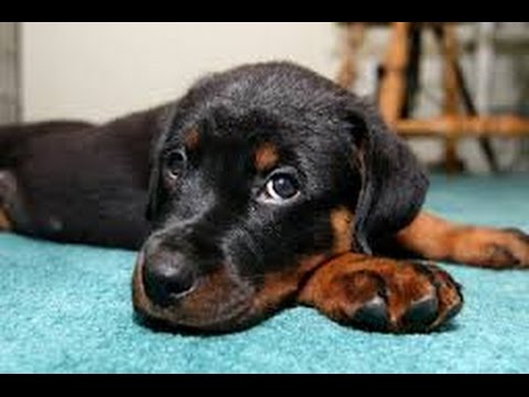 Top 10 puppy Funny vines Compilation -  Cute Puppies Playing 2015