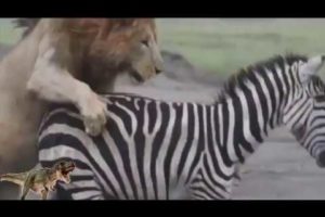 Top 20 Animal Fights Compilation