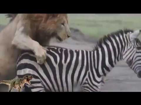 Top 20 Animal Fights Compilation