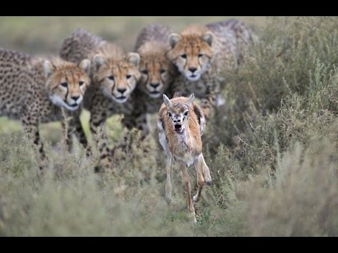 Top 20 Animals Hunting Caught In Action Forest Wildlife Hunting Most Deadliest African Animals Fight