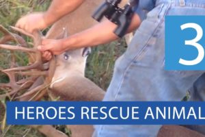 Top 3 Animal Rescues